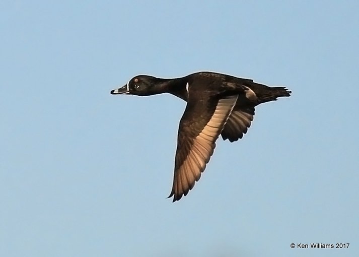 Ring-necked Duck male, Tulsa Co, OK, 1-10-17, Jpa_66193.jpg