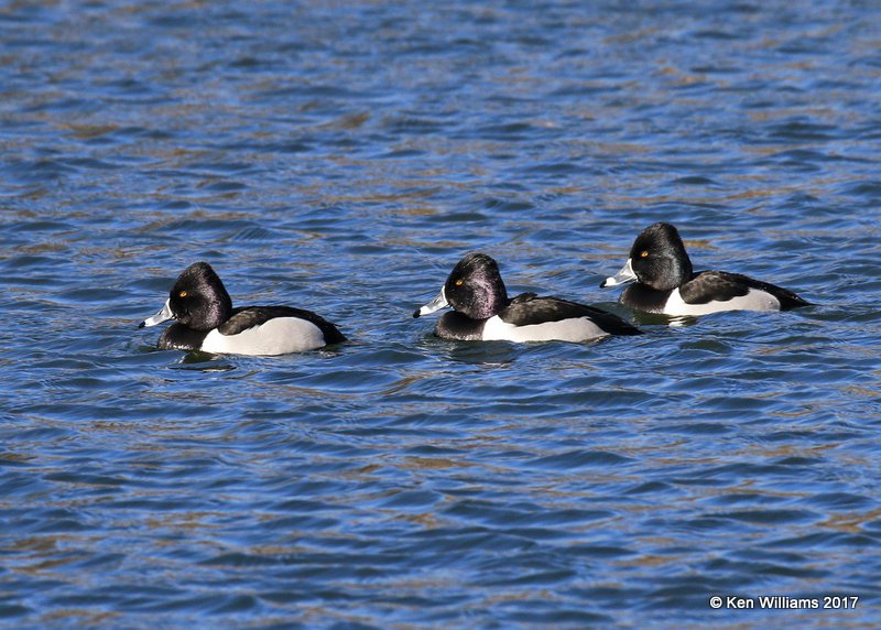 Ring-necked Duck males, Tulsa Co, OK, 1-24-17, Ja_01484.jpg