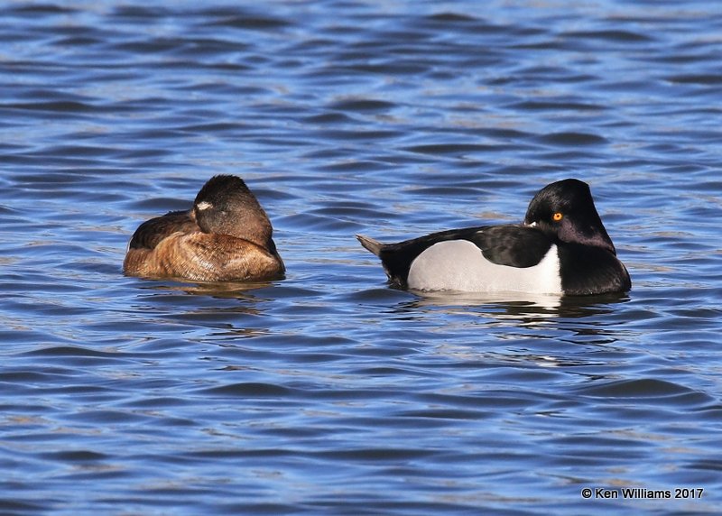 Ring-necked Duck pair, Tulsa Co, OK, 1-24-17, Ja_01649.jpg