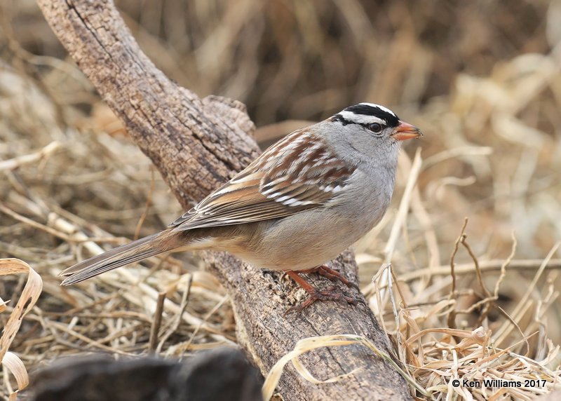 White-crowned Sparrow, Rogers Co yard, OK, 1-21-17, Ja_00714.jpg