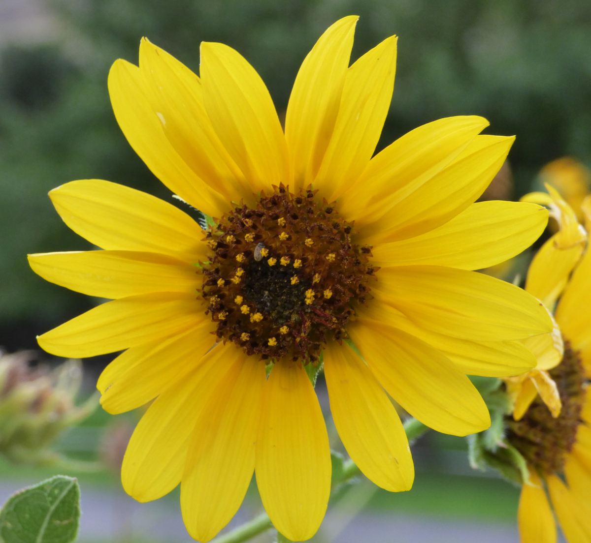 sunflower P1000031.jpg