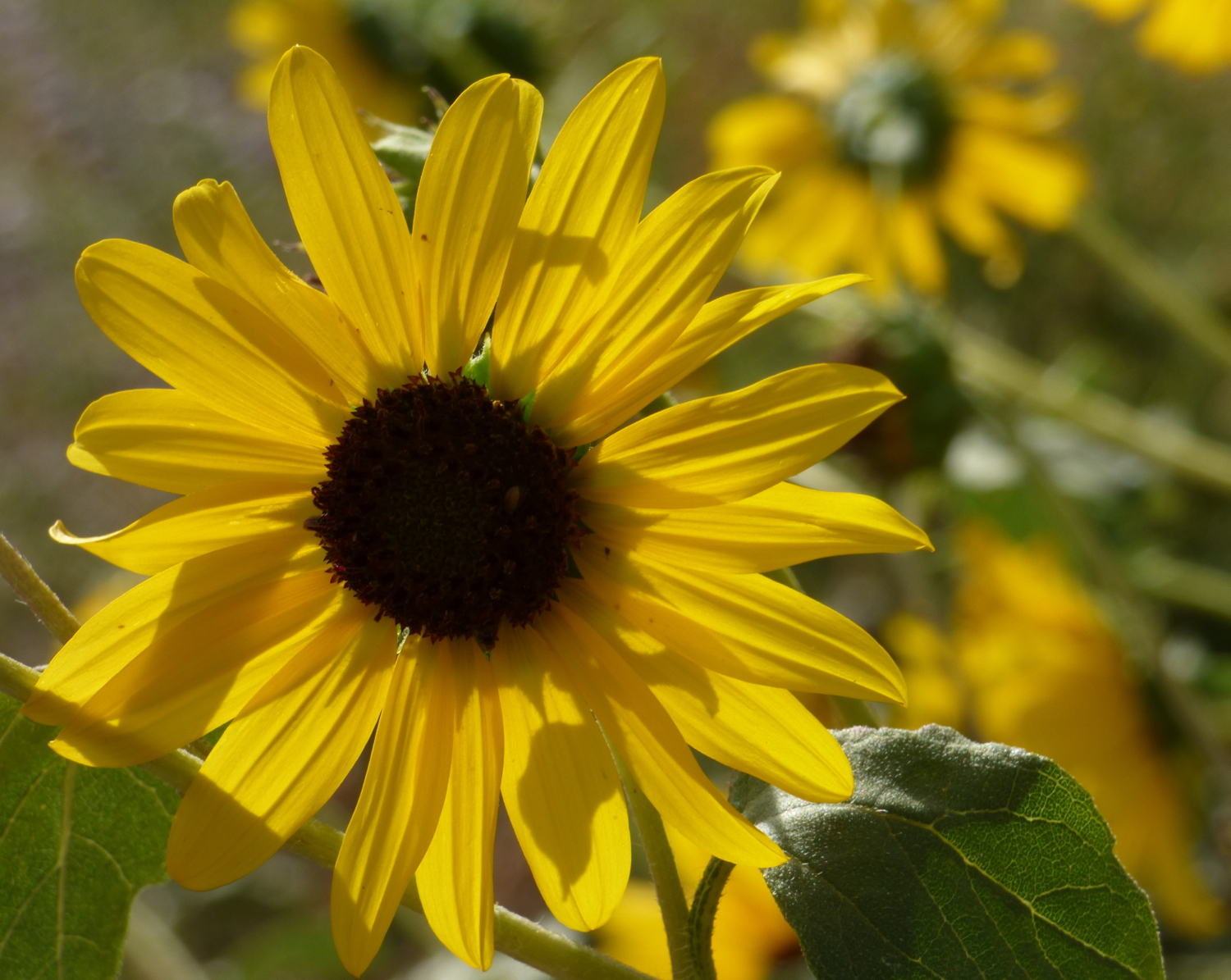 Sunflower on Chinese Peak Trail P1000141.jpg