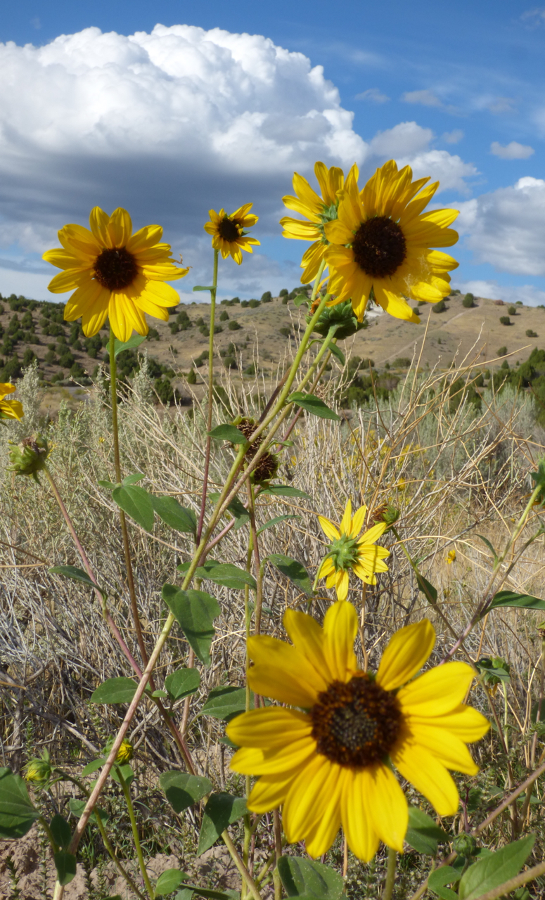 Sunflowers on Chinese Peak  Trail P1000097.jpg