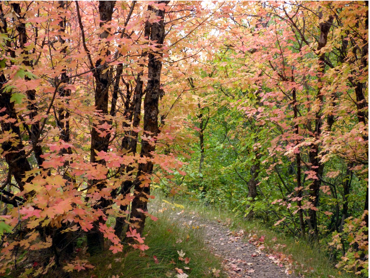 fall foliage at city creek pocatello P1000574.JPG