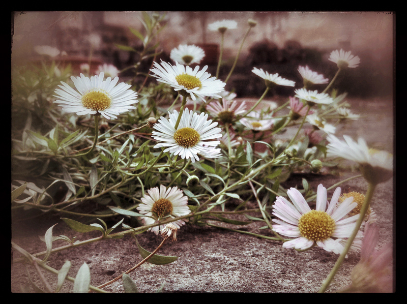 Daisies