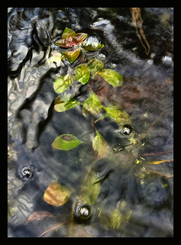 Pond plant