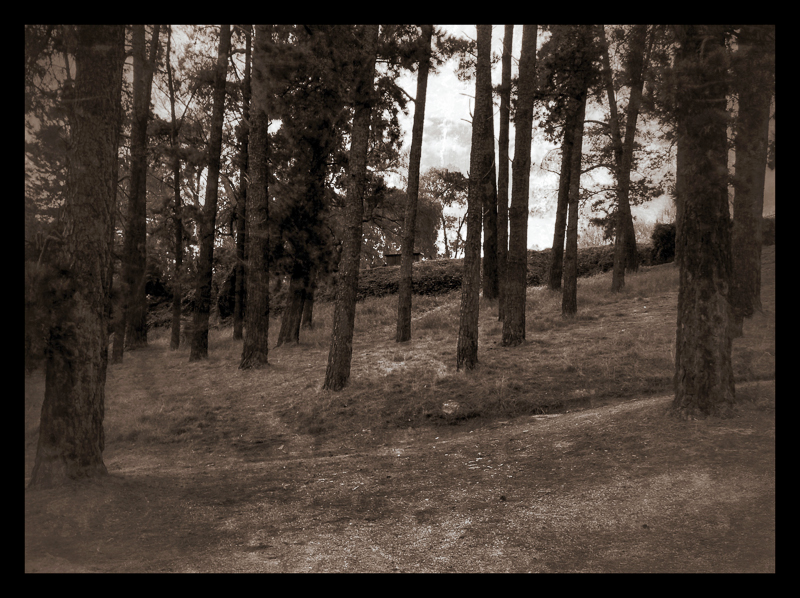 Tall timbers