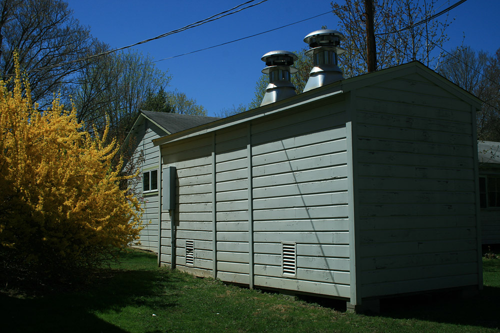 forsythia and shed
