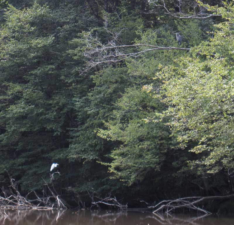 Egret and Great Blue Heron