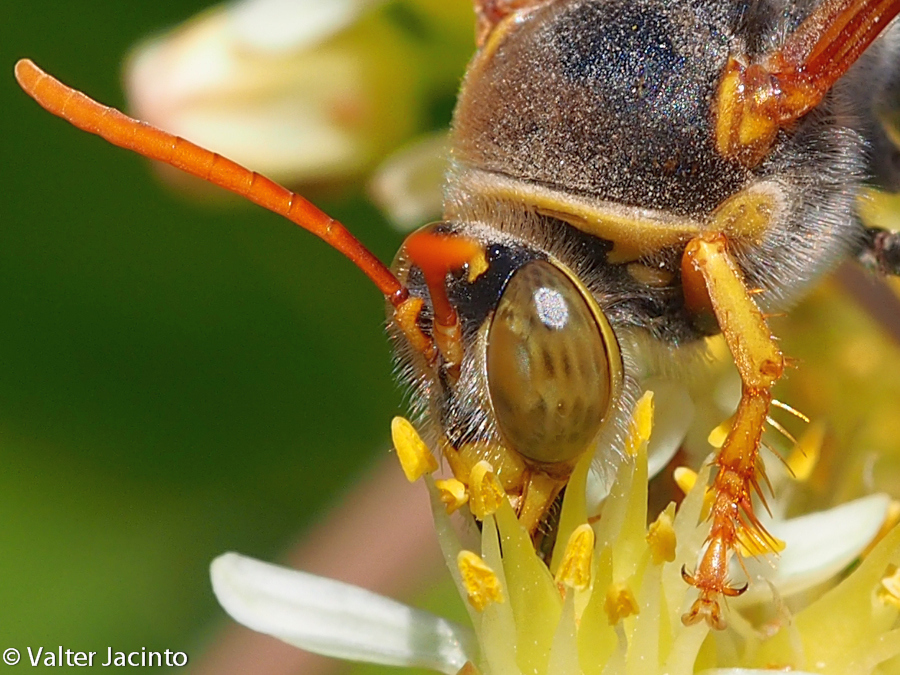 Vespa // Wasp (Stizus ruficornis)