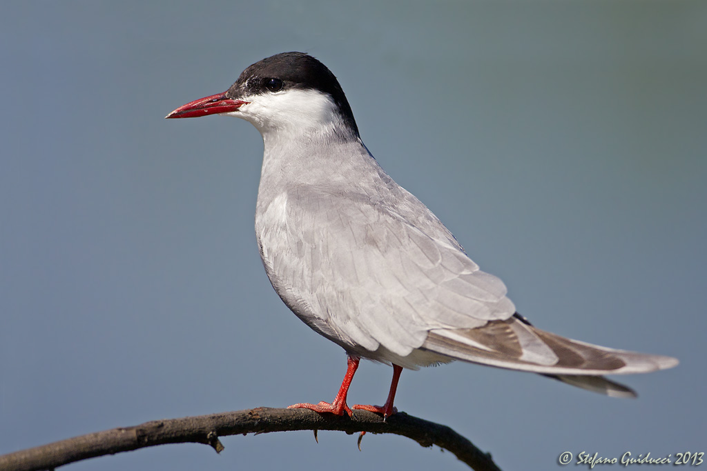Mignattino piombato (Chlidonias hybridus) - Whiskered Tern