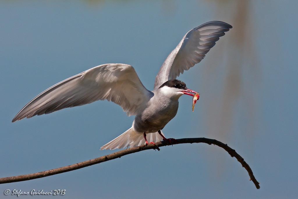 Mignattino piombato (Chlidonias hybridus) - Whiskered Tern