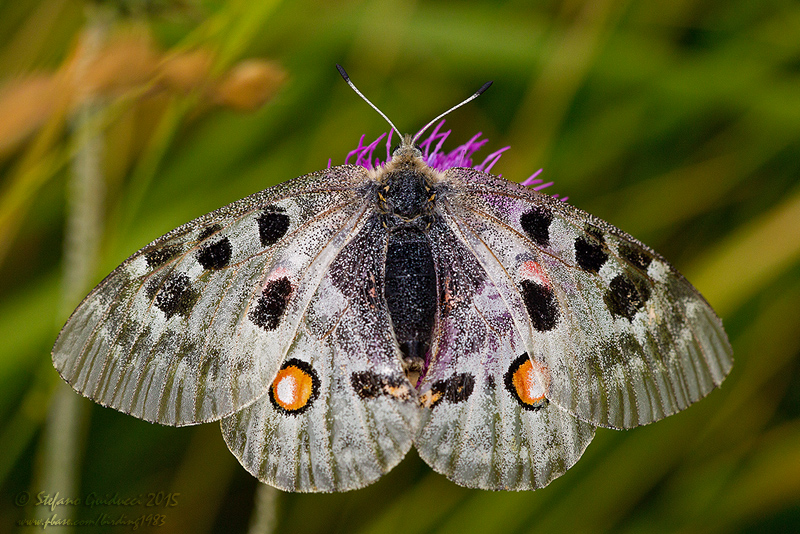 Apollo (Parnassius apollo)