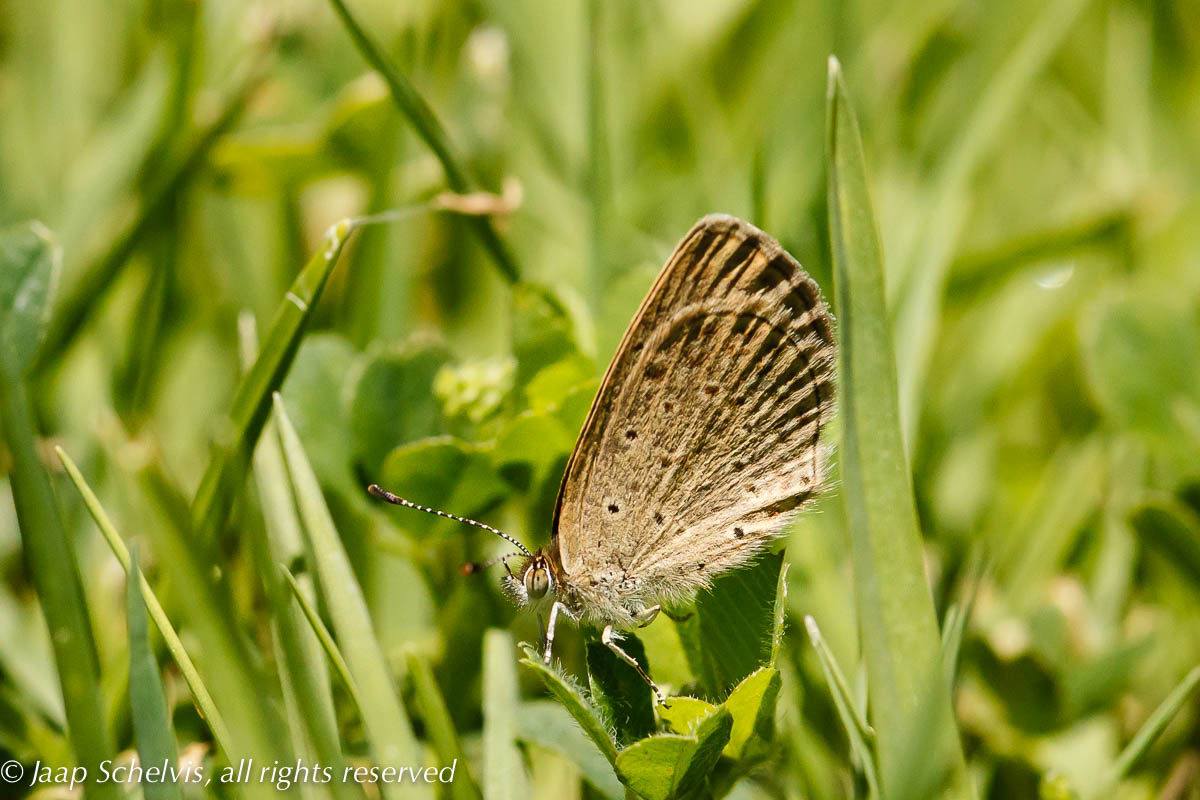 7084 Amethistblauwtje - African grass blue - Zizeeria knysna