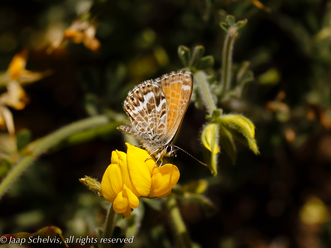 Cyclyrius webbianus - Canarisch blauwtje - Canary Blue