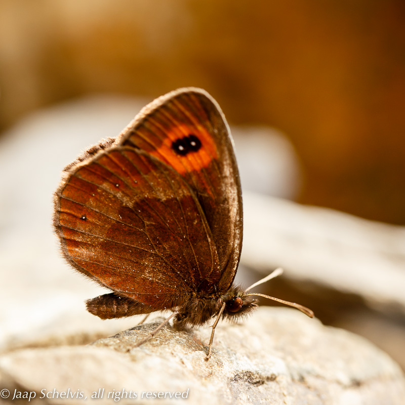 7372 Zomererebia - Scotch argus - Erebia aethiops