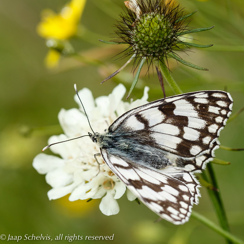 7414 Zuidelijk Dambordje - Espers marbled white - Melanargia russiae