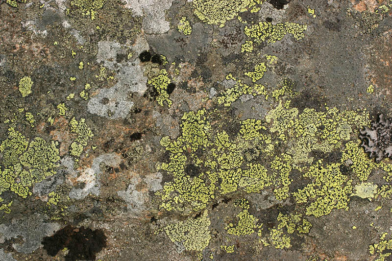 Lichen