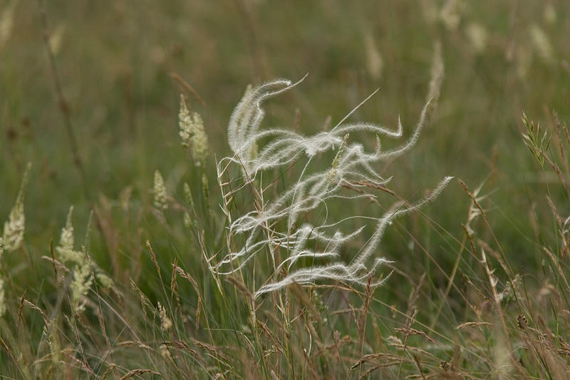 pluimen aan gras