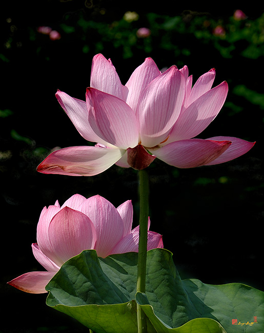 Lotus Beauties--Upstaged (DL048)
