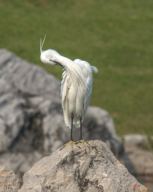 Little Egret Preening (Egretta garzetta) (DTHN0079)