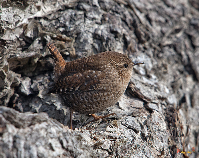 Winter Wren (Troglodytes troglodytes)  (DSB187)