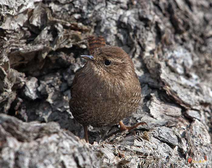 Winter Wren (Troglodytes troglodytes) (DSB189)