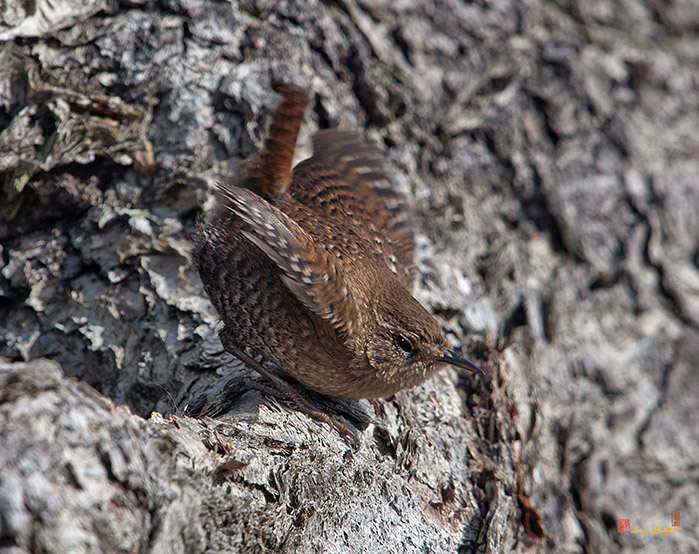 Winter Wren (Troglodytes troglodytes) (DSB190)
