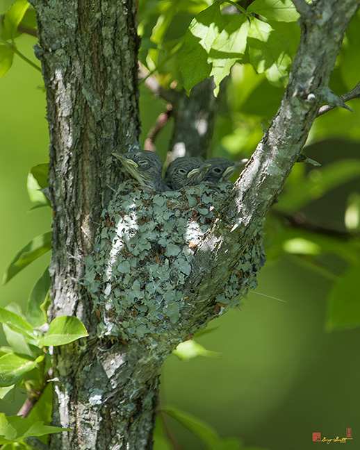 Blue-gray Gnatcatcher (Polioptila caerulea caerulea) Nest (DSB246)