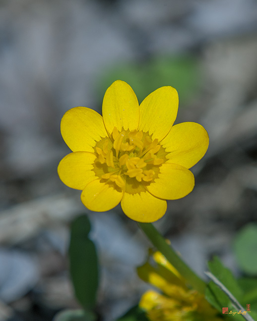 Fig Buttercup (Ficaria verna) (DSPF0305)