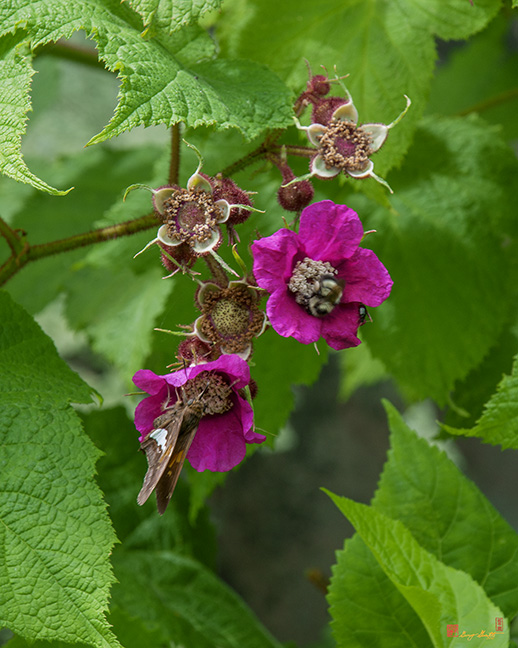 Purple-flowering Raspberry, Flowering Raspberry, or Virginia Raspberry (Rubus odoratus) (DSMF0227)