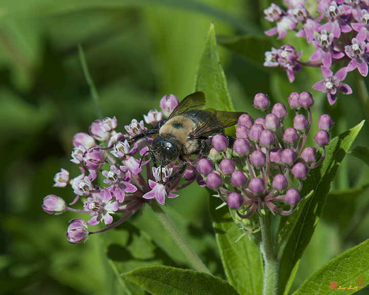 Swamp Milkweed, Rose Milkweed, Swamp Silkweed, or White Indian Hemp (Asclepias incarnata) (DSMF0270)