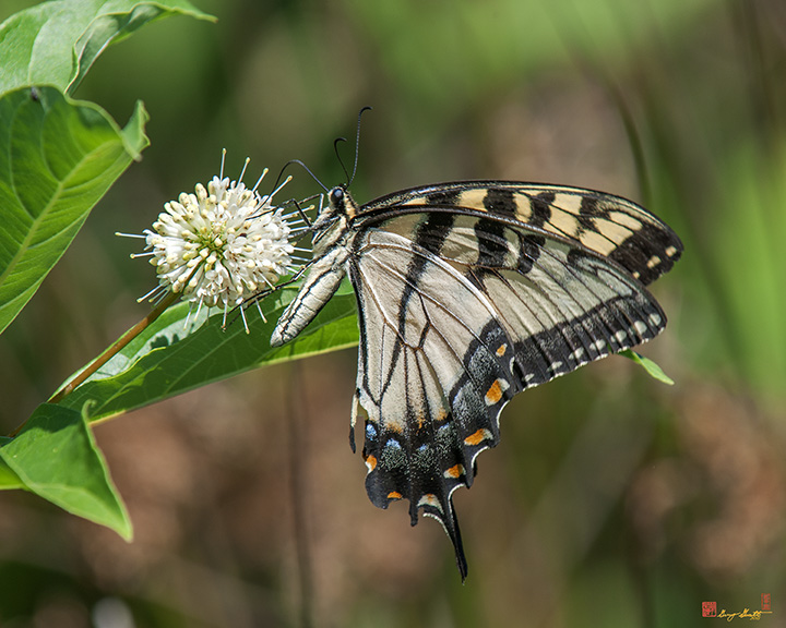 Eastern Tiger Swallowtail (Papilio glaucus) (DIN0255)
