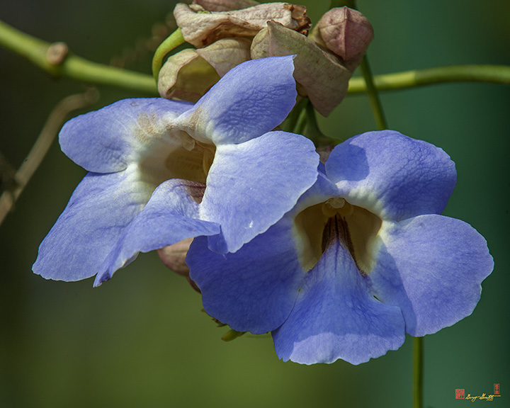 Blue Skyflower, Blue Thunbergia, Blue Trumpetvine, Clockvine or Skyvine (Thunbergia grandiflora) (DTHN0190)