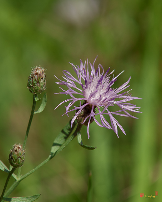 Spotted Knapweed (Centaurea biebersteinii) (DSMF0303)