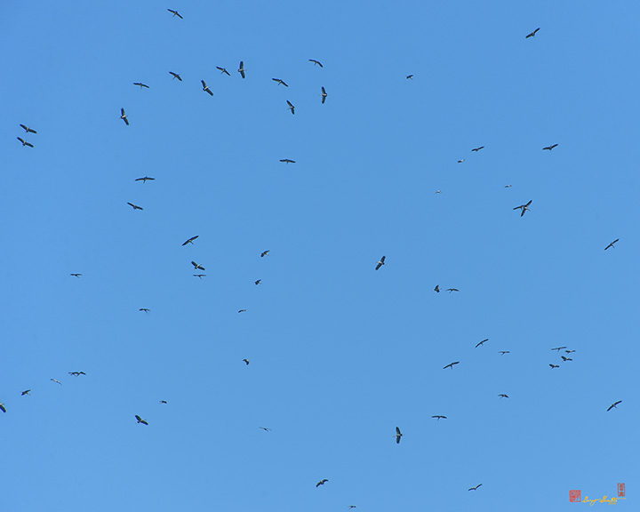 Asian Openbill Storks Soaring on a Thermal (Anastomus oscitans) (DTHN0196)