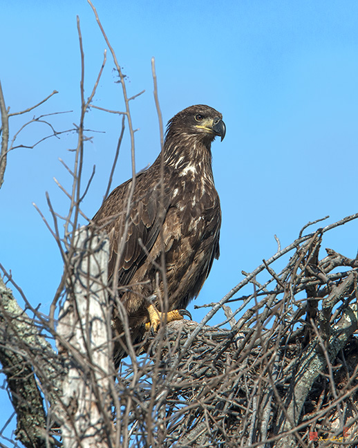 Juvenile Bald Eagle (Haliaeetus leucocephalus) (DRB0203)