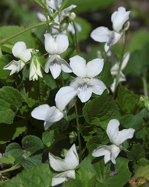Sweet White Violets (Viola blanda) (DSPF0402)