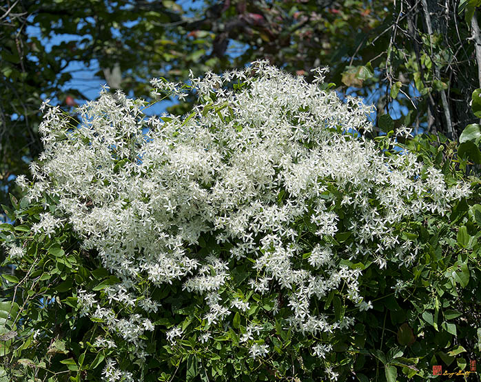 Sweet Autumn Clematis (Clematis terniflora) (DFF0052)