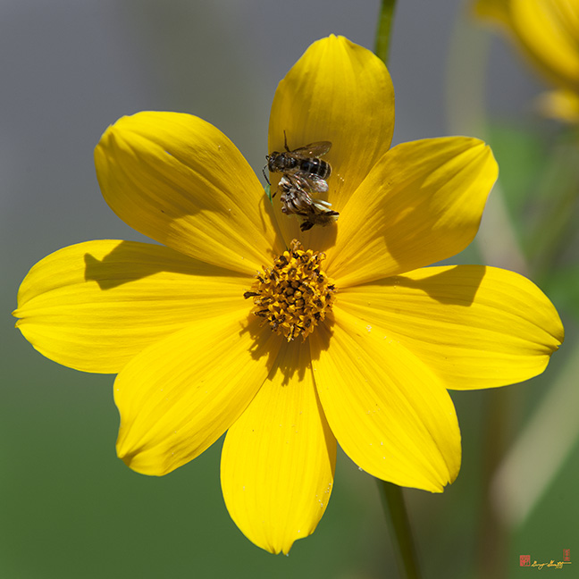Ambush Bug (Phymata pennsylvanica) with Captured Bee (DIN0267)
