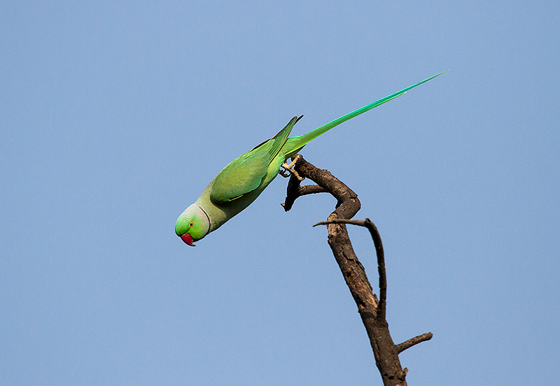 rose-ringed-parakeet.jpg