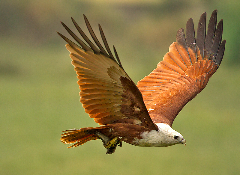 brahminey-kite-fly-with-fish.jpg