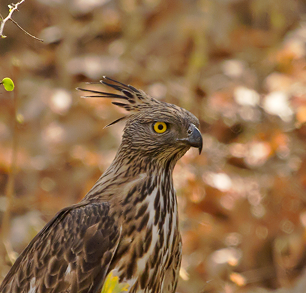 Crested Hawk Eagle