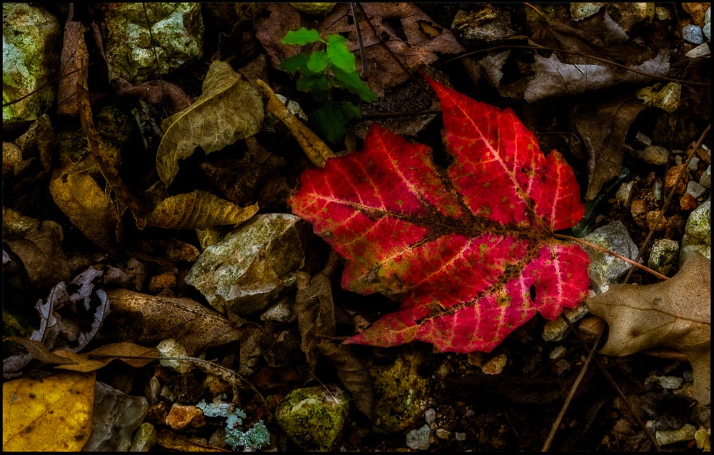 Forest Floor