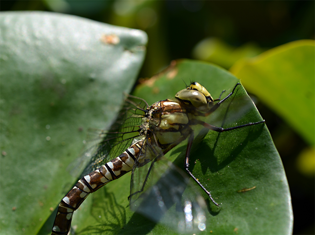 Southern hawker