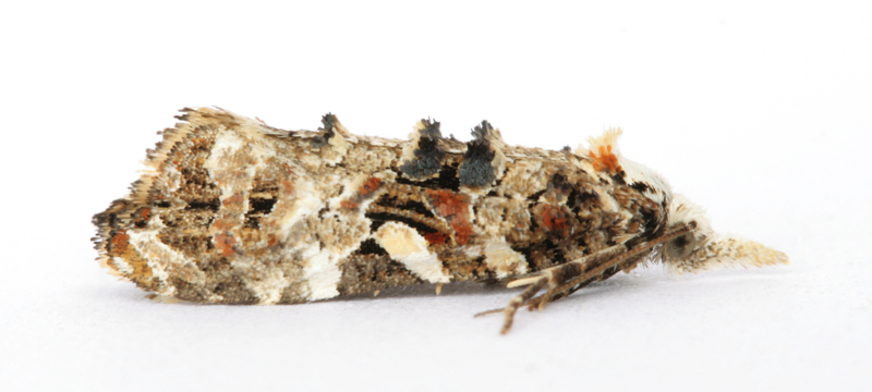 0925 Phtheochroa rugosana