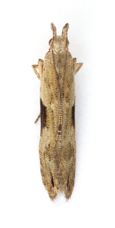 0858 Hypatima rhomboidella