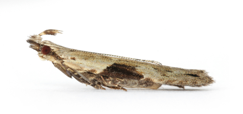 0858 Hypatima rhomboidella