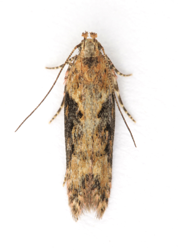 0819 Scrobipalpa costella
