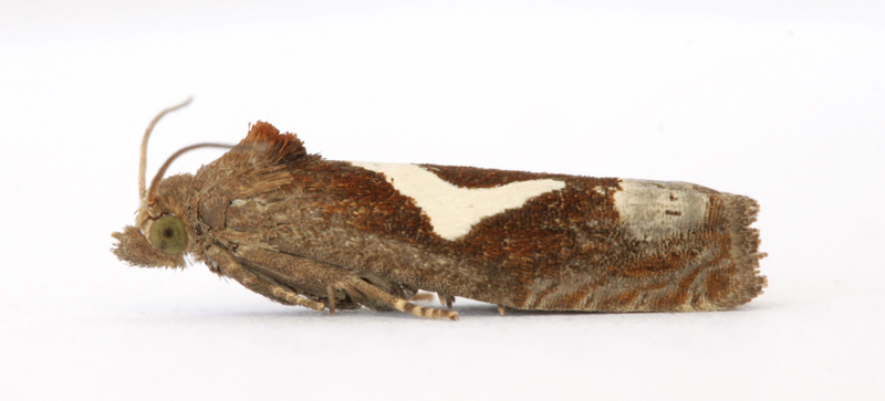 1183 Epiblema foenella